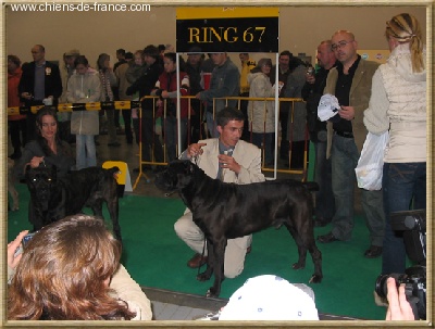 des Lares de l'Aurévière - World Dog Show 2006 - Poznan