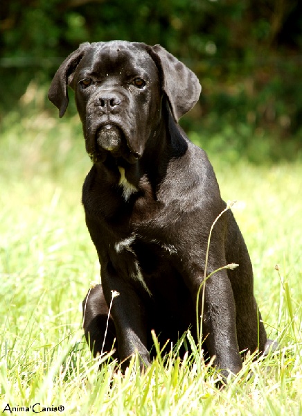 Chiens nés à l'élevage.