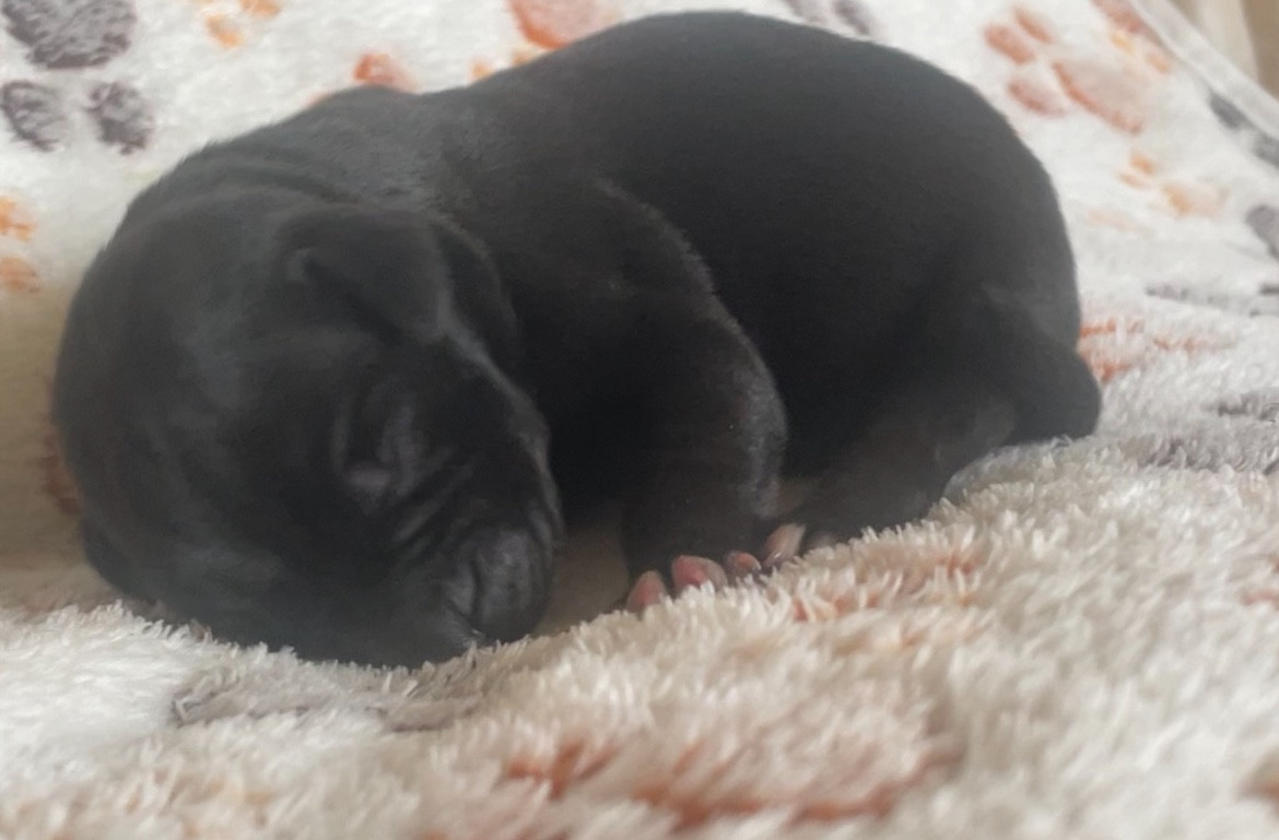 des Lares de l'Aurévière - Chiots disponibles - Cane Corso