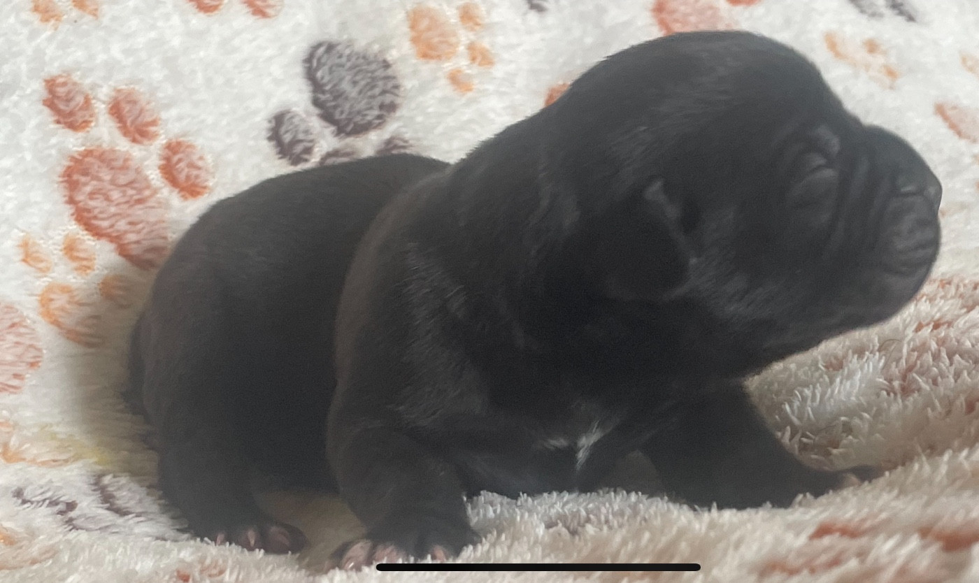 des Lares de l'Aurévière - Chiots disponibles - Cane Corso