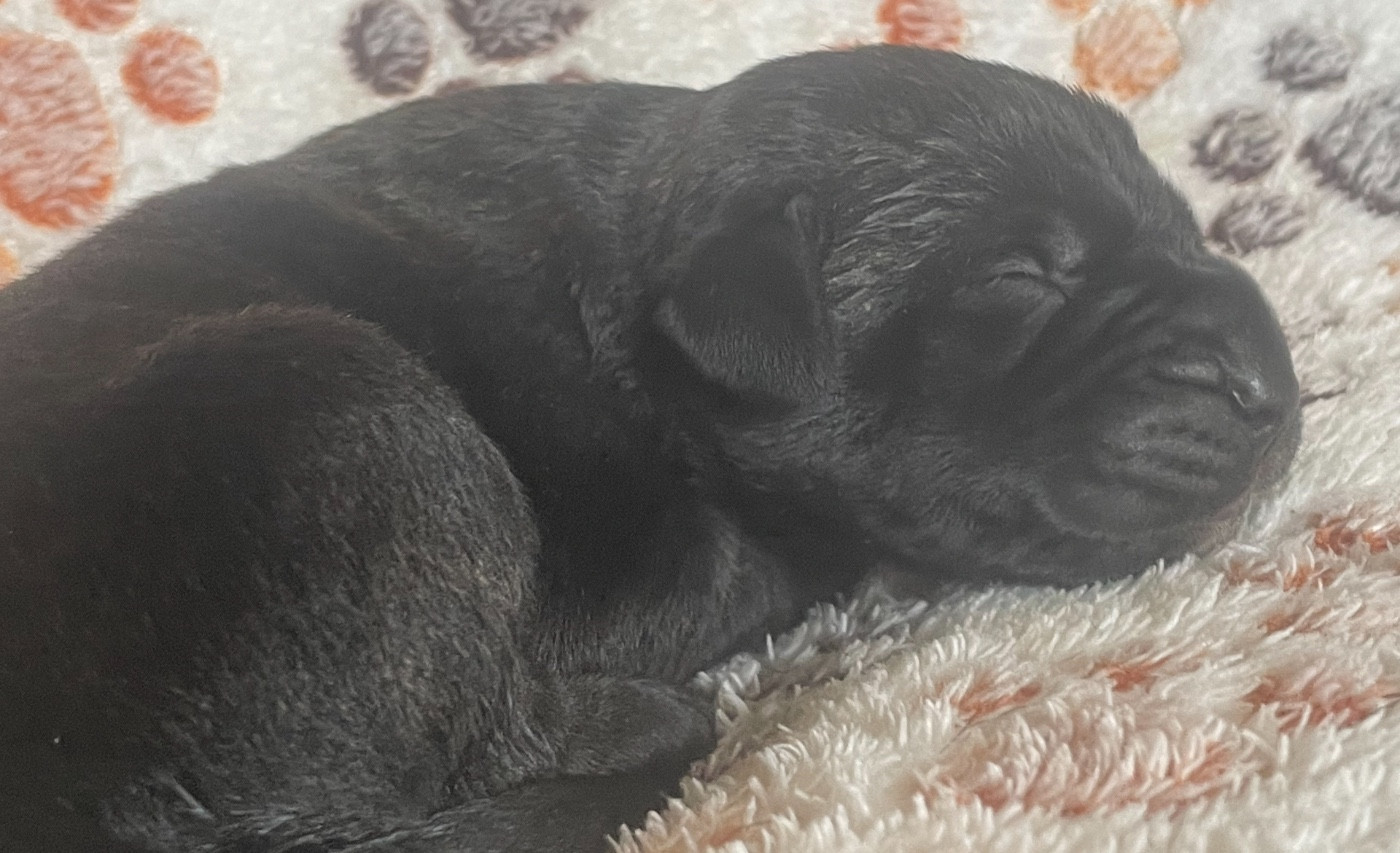 des Lares de l'Aurévière - Chiots disponibles - Cane Corso