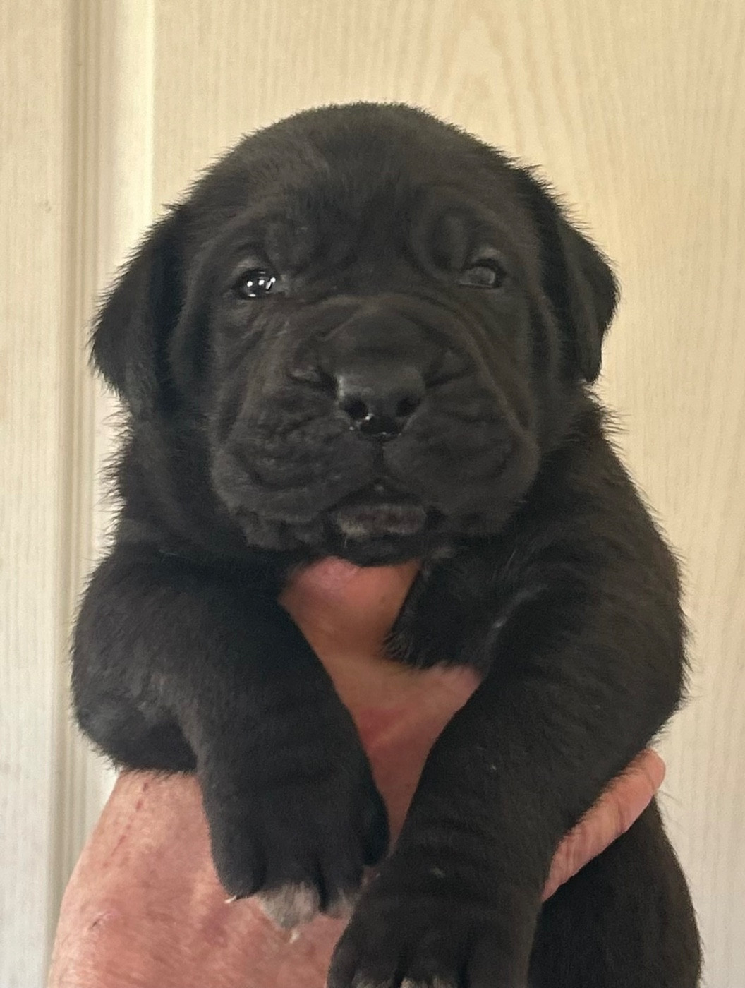 Chiot Cane Corso des Lares de l'Aurévière