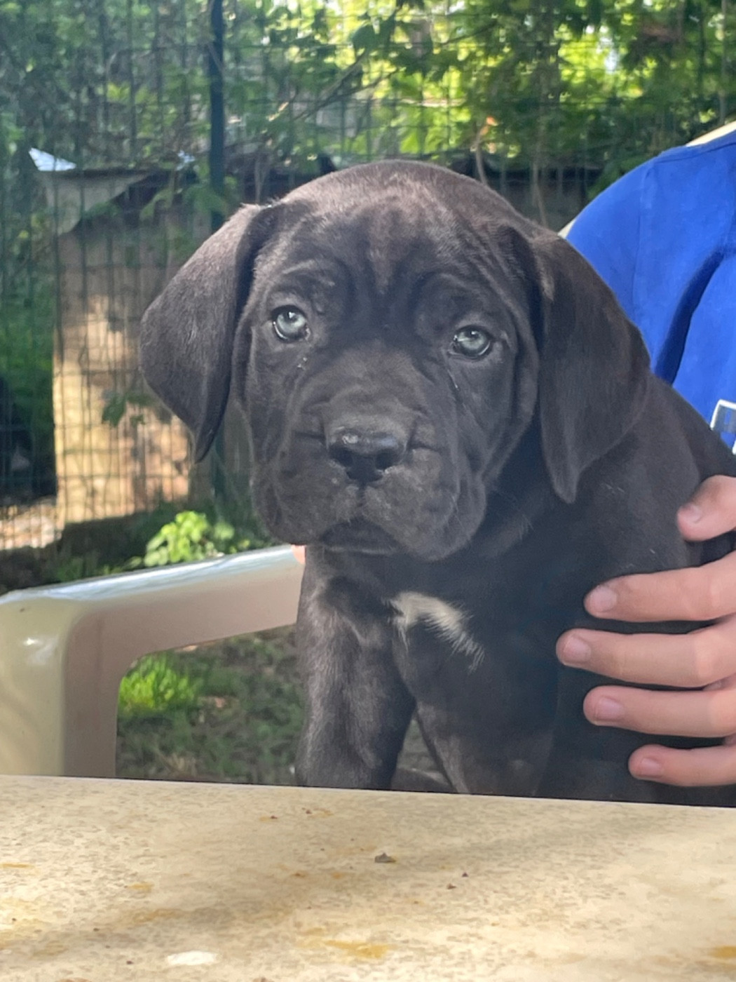 des Lares de l'Aurévière - Chiots disponibles - Cane Corso