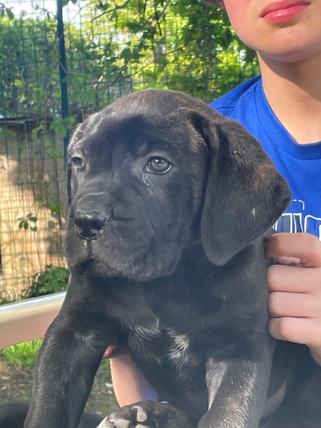 des Lares de l'Aurévière - Chiots disponibles - Cane Corso