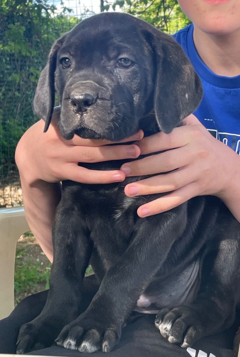 des Lares de l'Aurévière - Chiots disponibles - Cane Corso