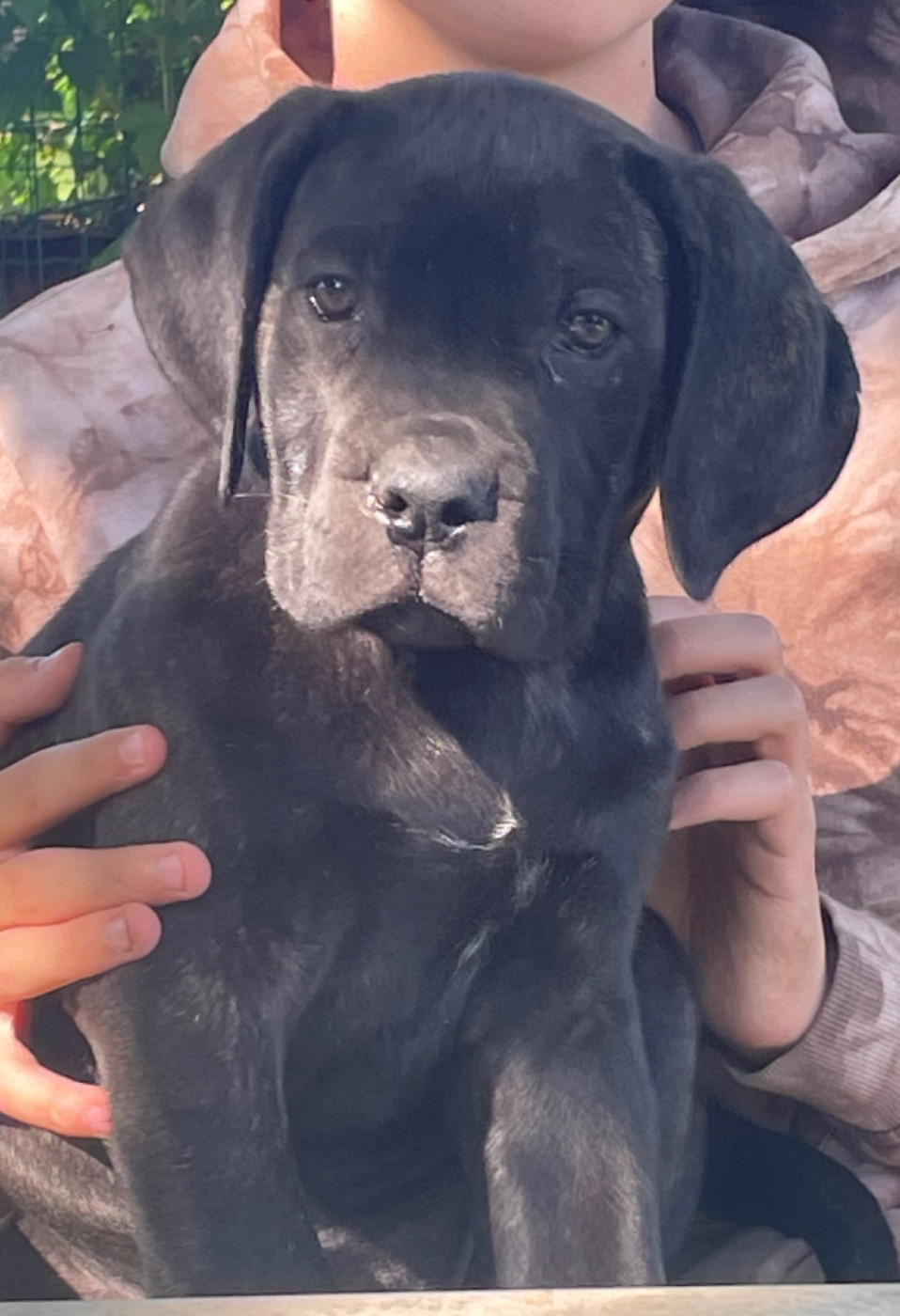 des Lares de l'Aurévière - Chiots disponibles - Cane Corso