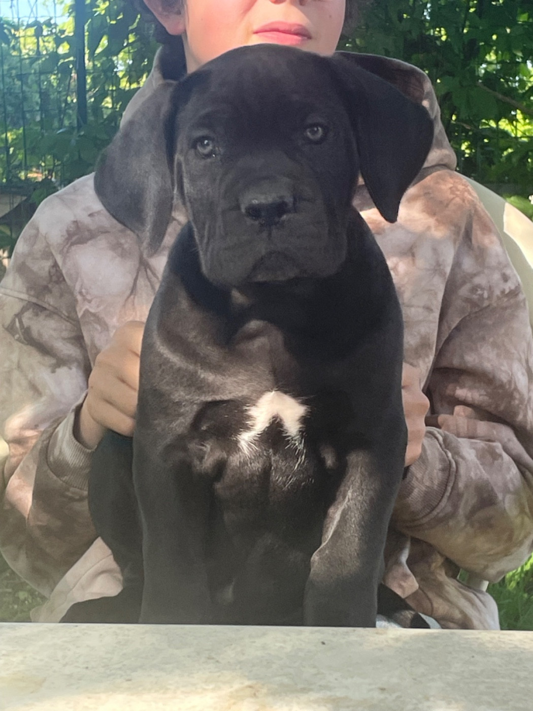 des Lares de l'Aurévière - Chiots disponibles - Cane Corso