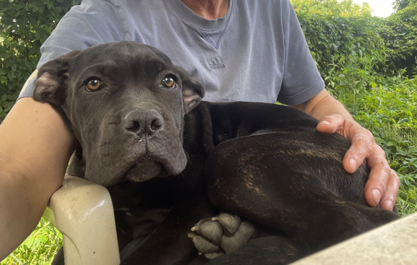 des Lares de l'Aurévière - Chiots disponibles - Cane Corso