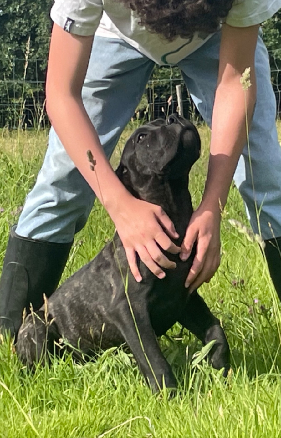des Lares de l'Aurévière - Chiots disponibles - Cane Corso