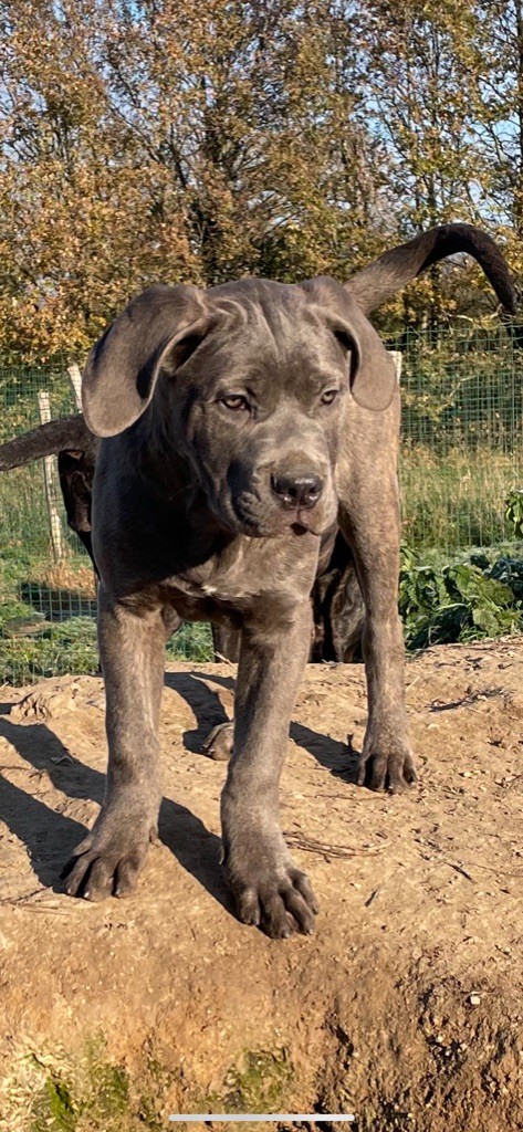 des Lares de l'Aurévière - Chiots disponibles - Cane Corso