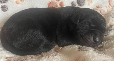 CHIOT MALE 1 NOIR